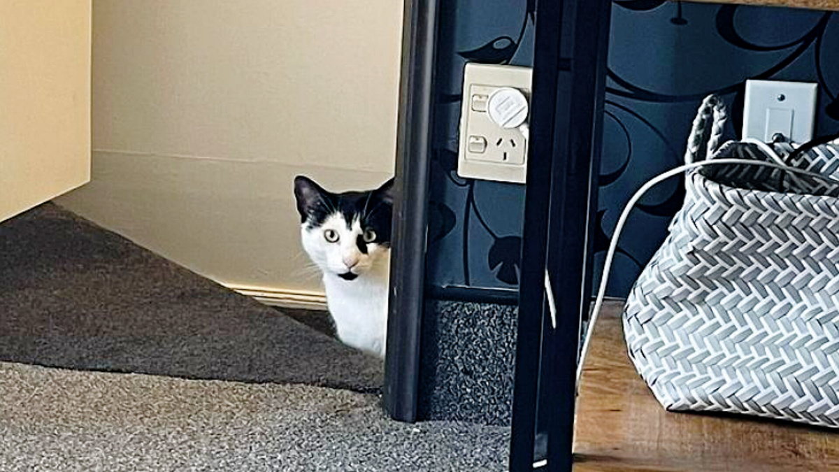 "Кот моих соседей, забравшись ко мне в дом, стал смотреть на меня так, будто это я забрался в его дом" (услышано в интернете)