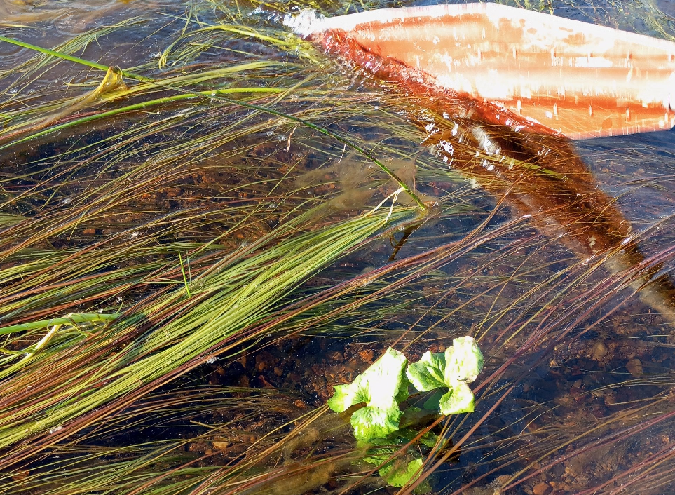 Наша Печора