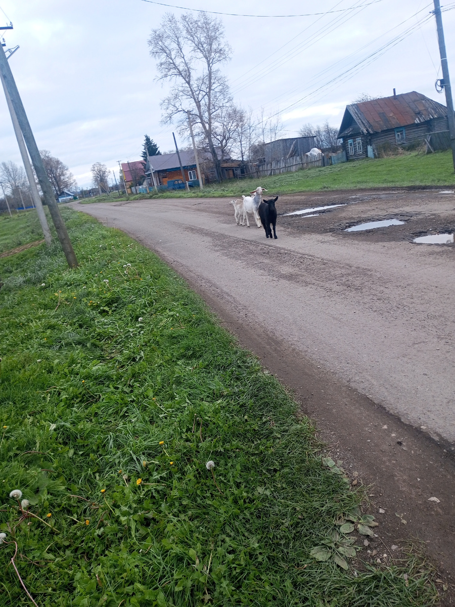 У одной женщины гуляют козы по всему селу, ломают порой копыта, а бывает у неё их воруют.