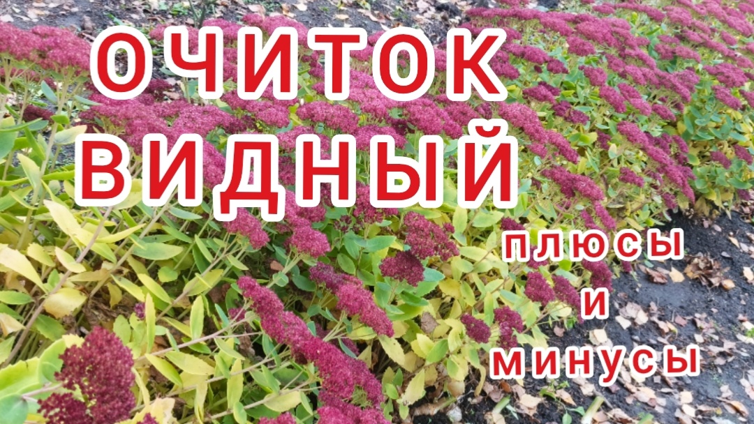 Неприхотлив или капризен?