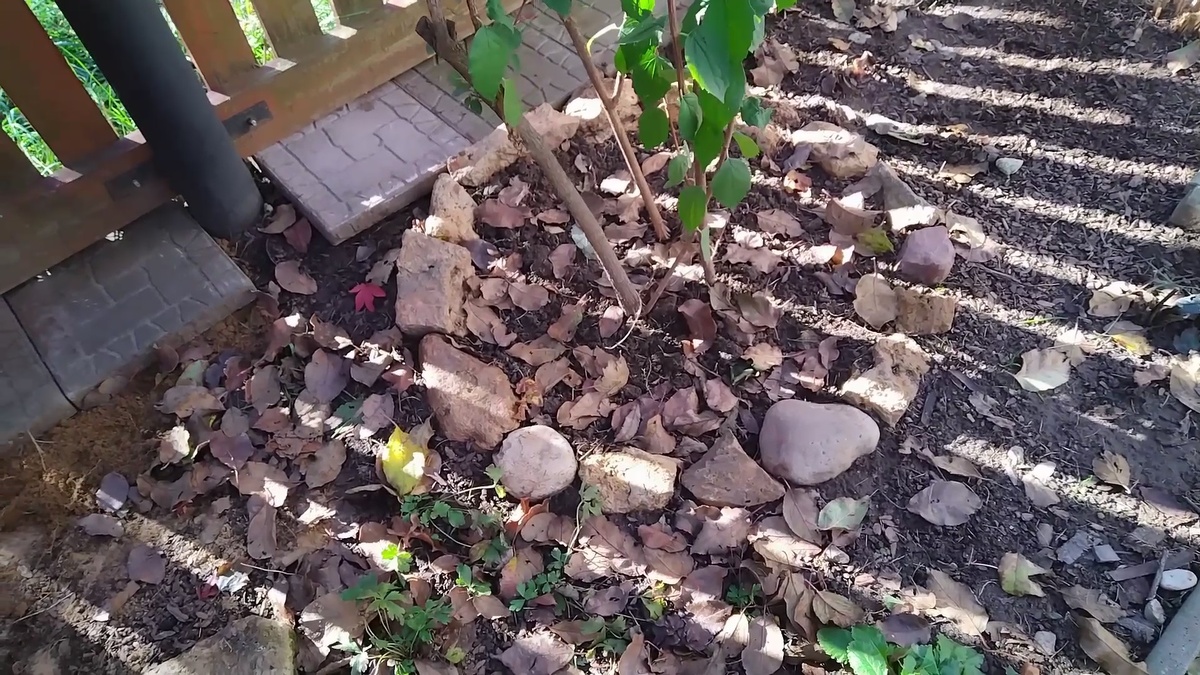 В приствольный круг под чубушником будем сажать  крокусы. 