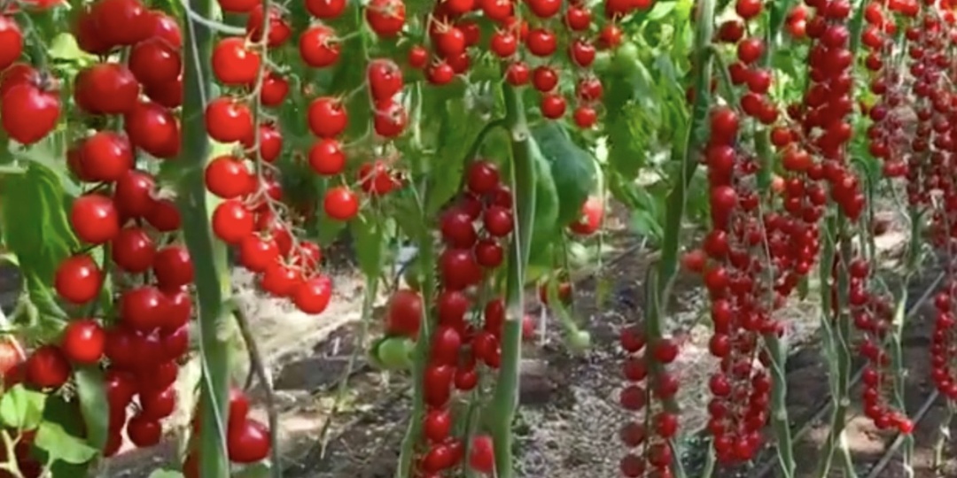 Эти томаты сметают пачками. Будете ведрами собирать. Самые урожайные сорта томатов на 2026 год