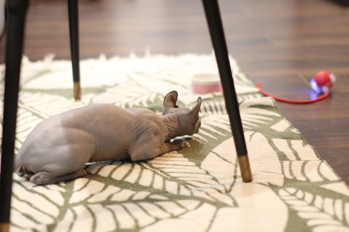 Реализация инстинкта с помощью правильных игрушек. На фото — интерактивный шарик. Незаменим, когда у хозяина дедлайн, а у сфинкса — свободное для игры время