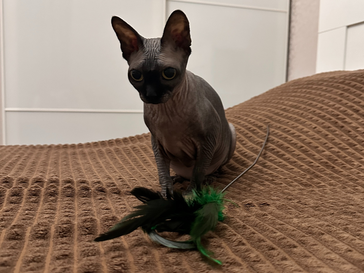 Котя - яркий пример ухода энергии в деструктивное русло. Сначала она гоняла Мохнатого, а потом полностью переключилась на еду