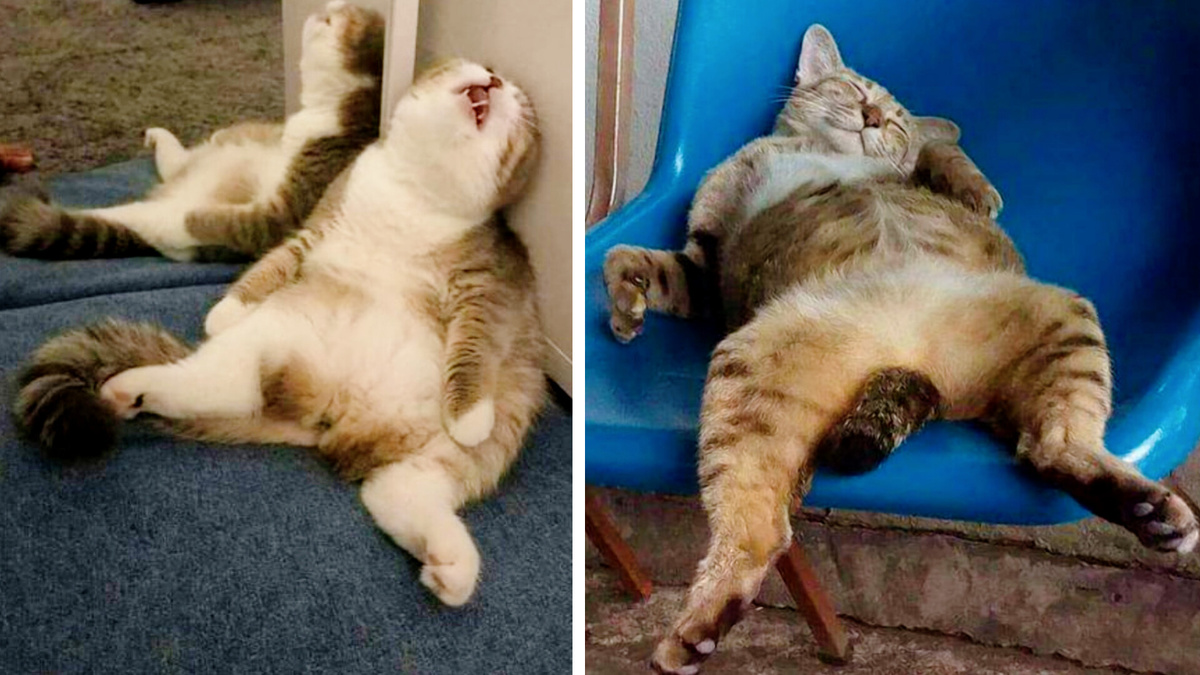 Как бы вы не работали - не устанете как коты! Еще фото --->>