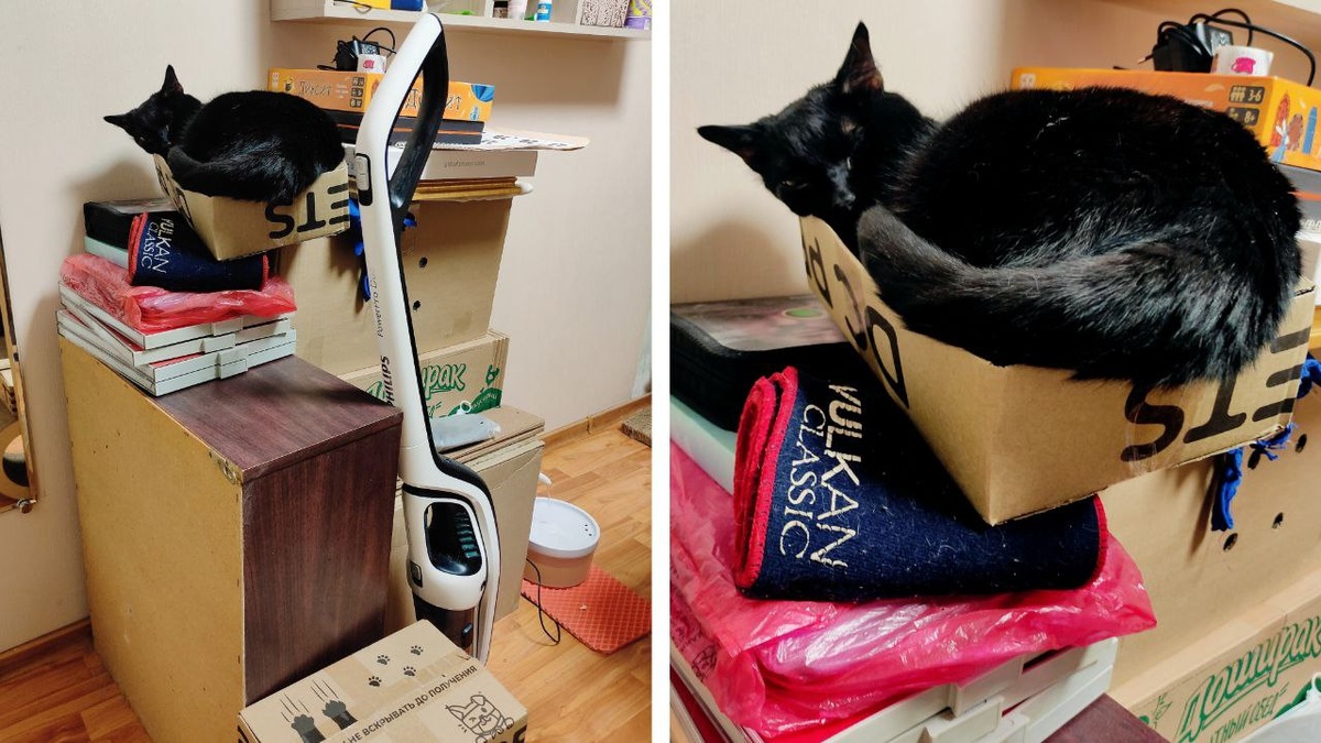 Когда в нашем доме был ремонт - Порш уставал больше всех! Да так, что дойти до дивана у него не было сил! (Из последних сил он залезал на высокую шаткую пирамиду из вещей и коробок и спал там!)