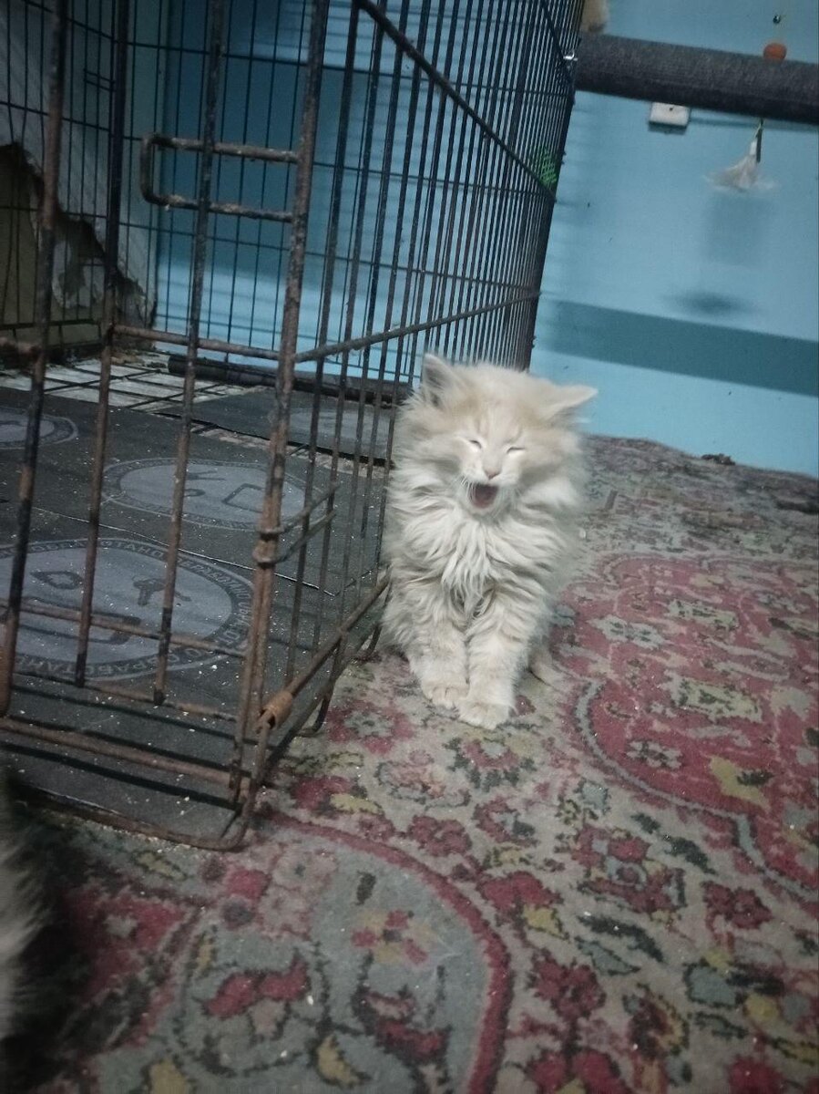 Мальчик из мешка.