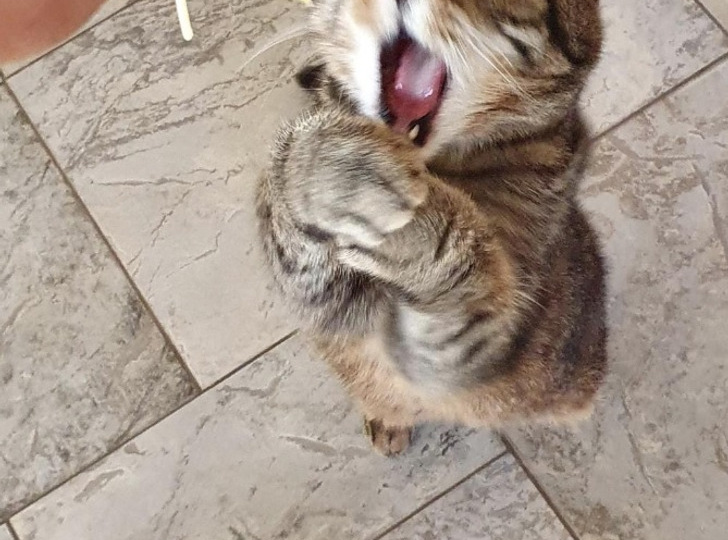 20+ питомцев, чьи взгляды на еду говорят громче любых слов