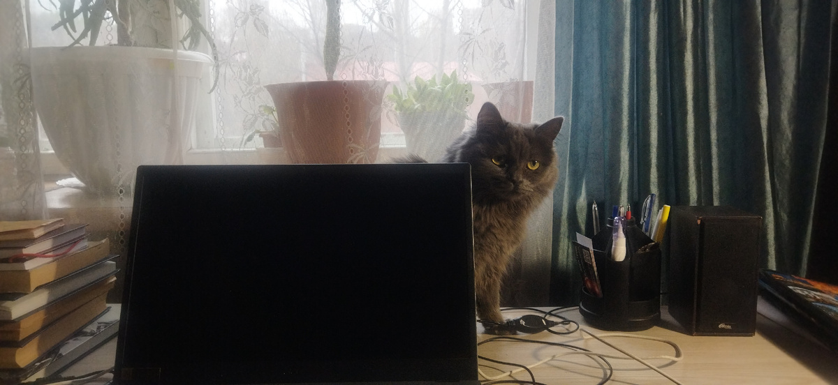 Моя Мимишка наблюдает: а что это хозяйка там делает?