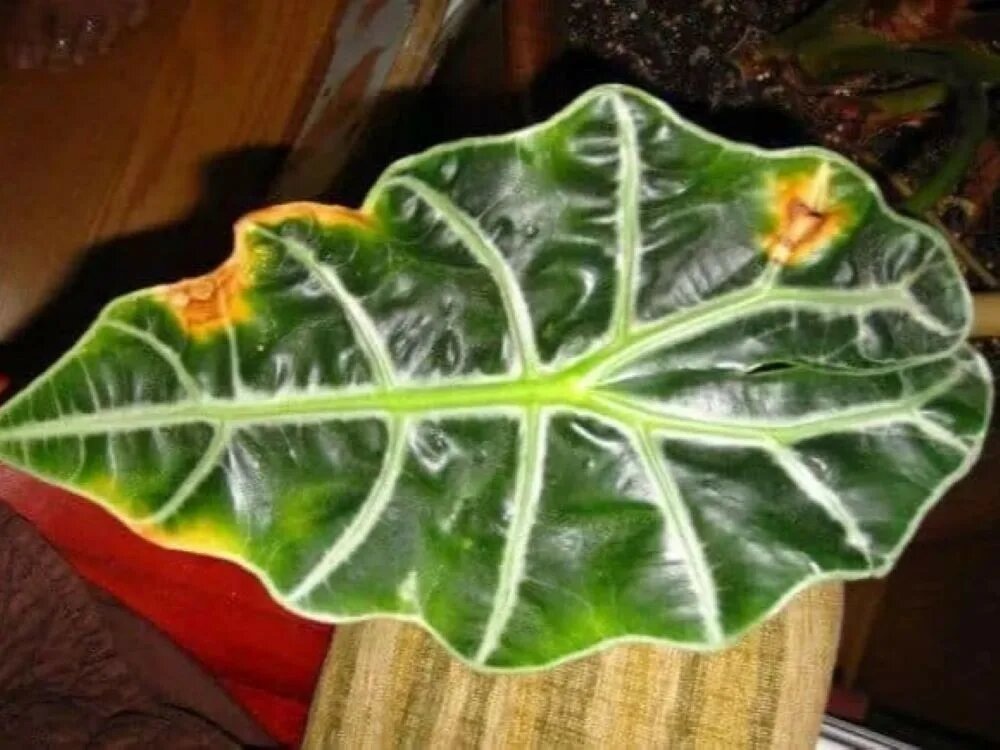 такие пятна -признак антракноза