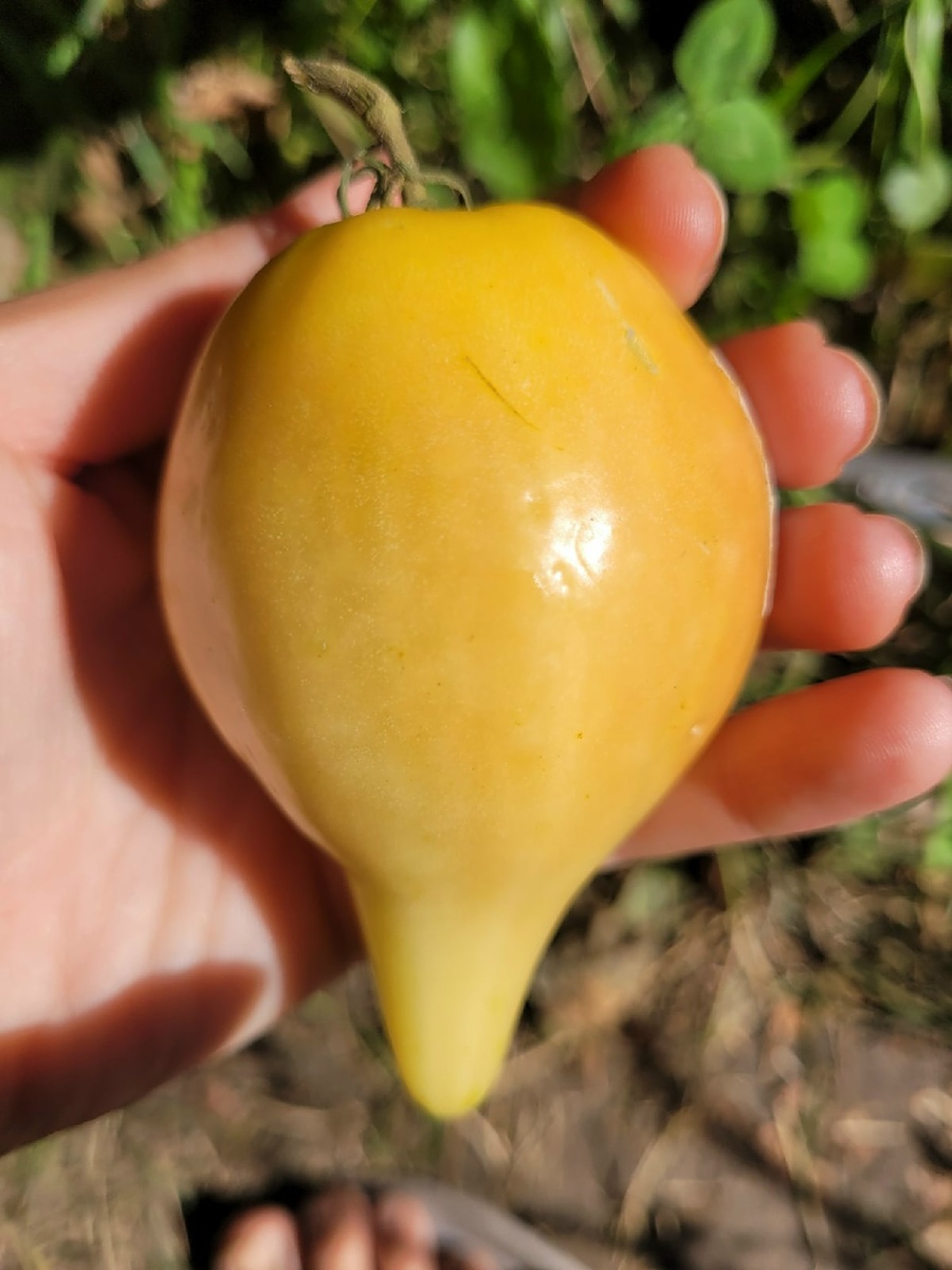 Должна была вырасти "Сладкая карамель Софии без анто"