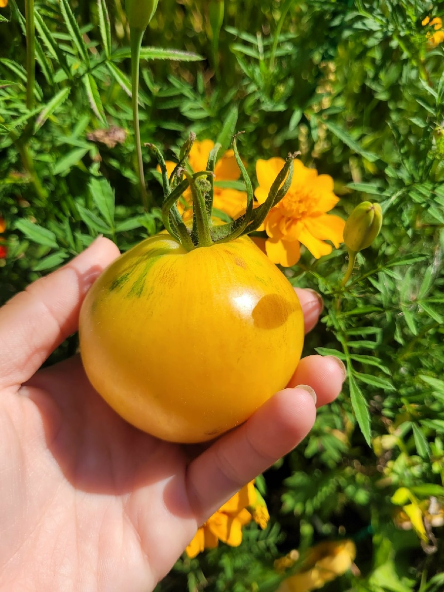 Томат сорта "Дынный ликер". В прошлый раз я о нем писала