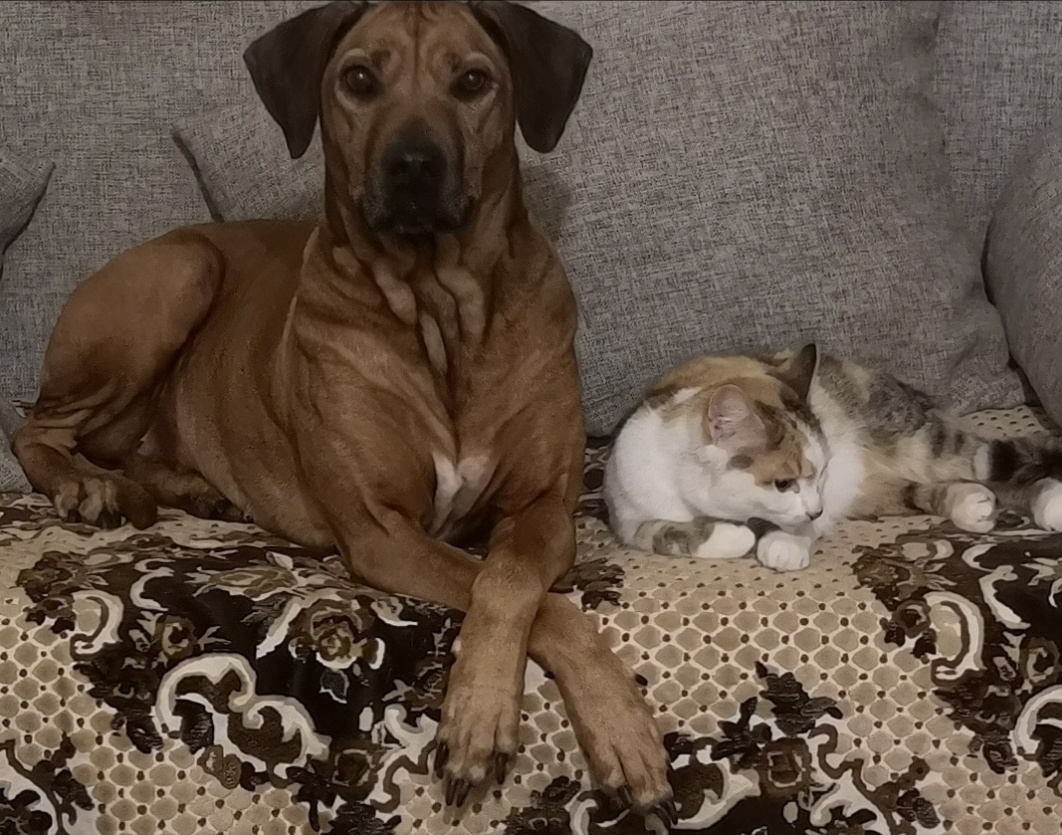 Бирма часто так сидит))) 