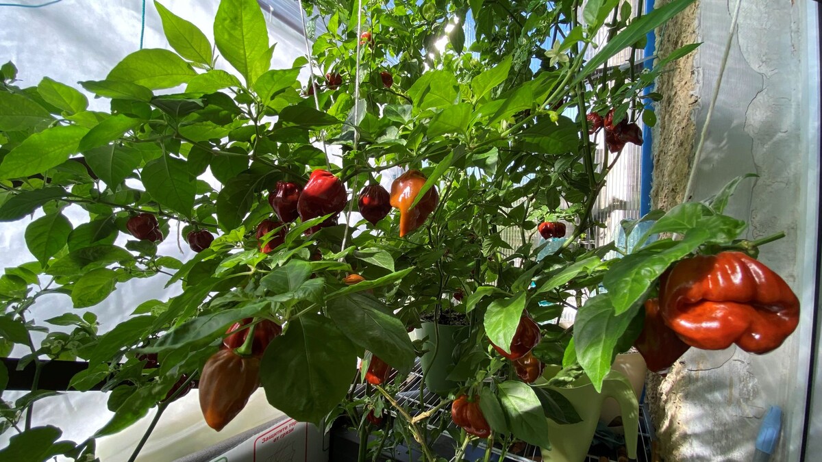 Наша прелесть