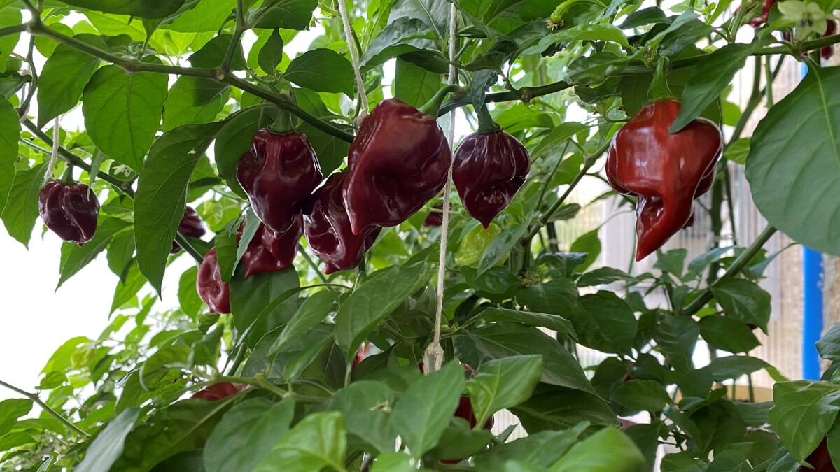 Вот такие огненные фонарики