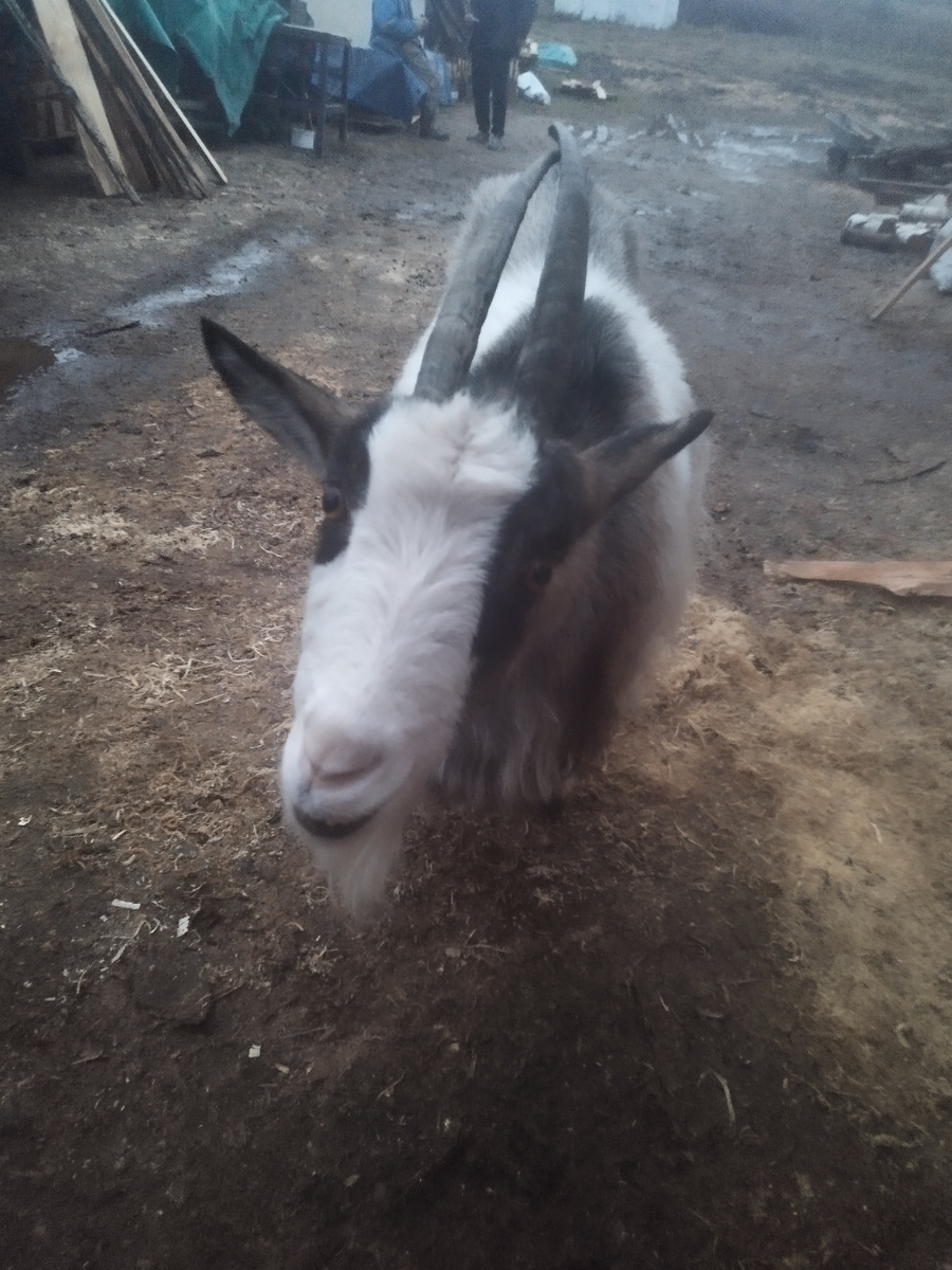 Коза просто для красоты