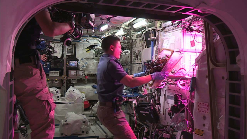 Выращивание растений на МКС. Фото: spacenews.com