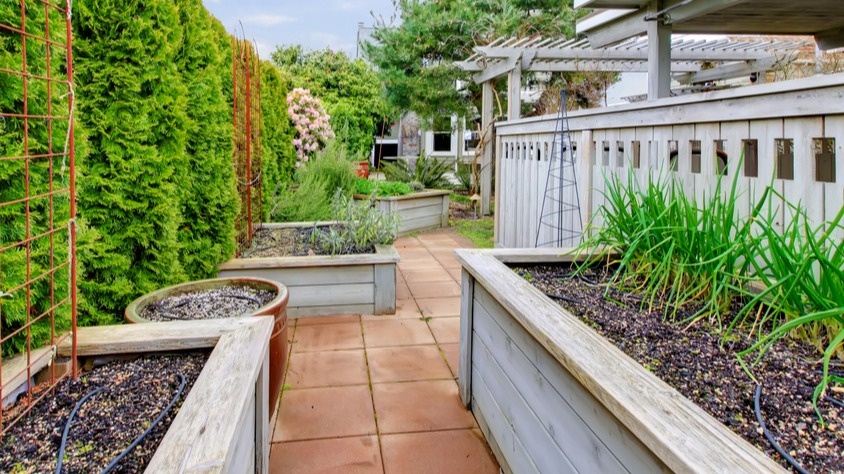 Высокие грядки превратились в настоящие печи.