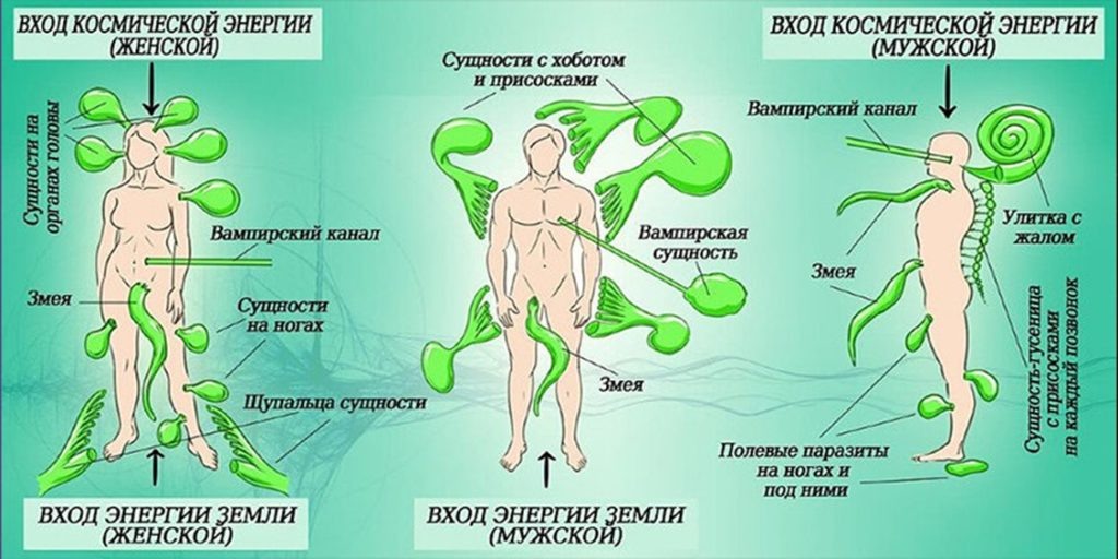 Места прикрепления лярв наглядно показаны на рисунке.