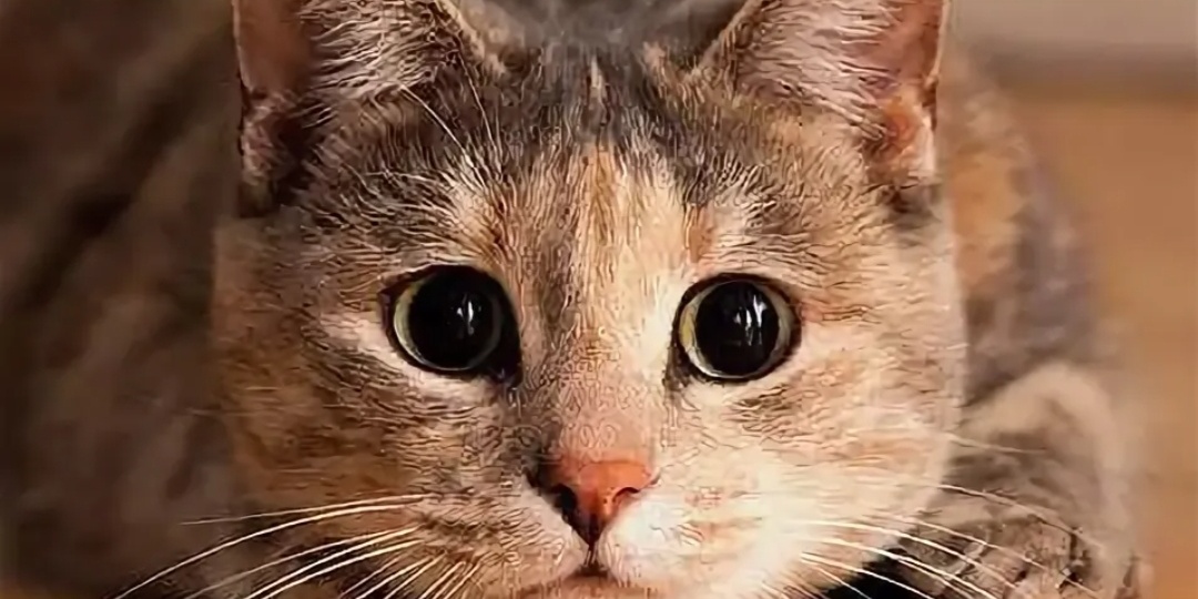 Что общего у человека и жирафа, и какая польза от тараканов, и много много интересного...