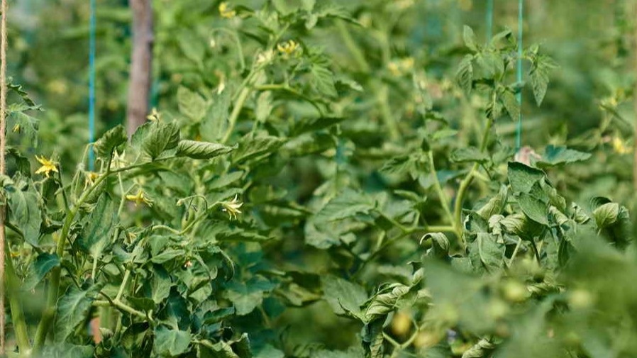 Результат "суперурожайных" сортов - вместо обещанных гроздей получил крохи