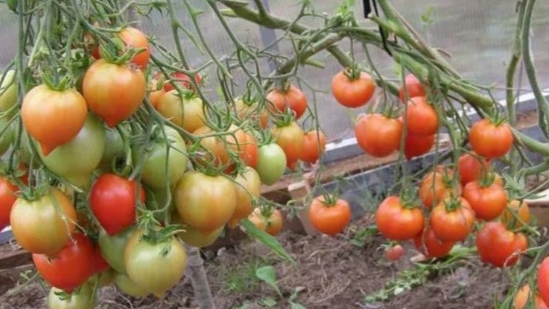 Настоящая урожайность без обмана - 25 плодов в одной кисти