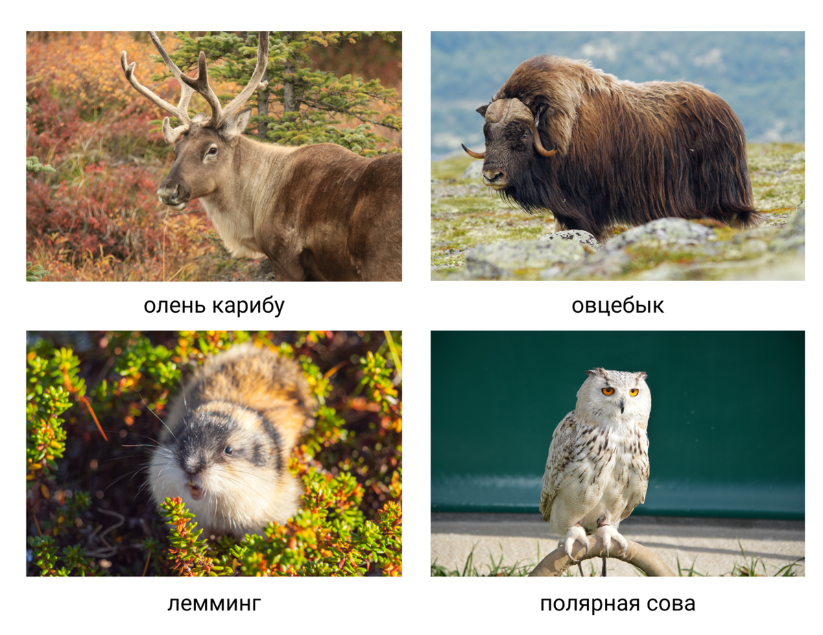 Животный мир тундры