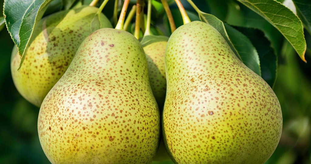 Коварный враг груши: почему листья покрываются ржавчиной и как это остановить