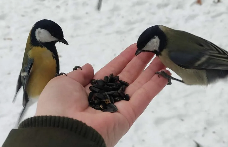 Кормление синичек