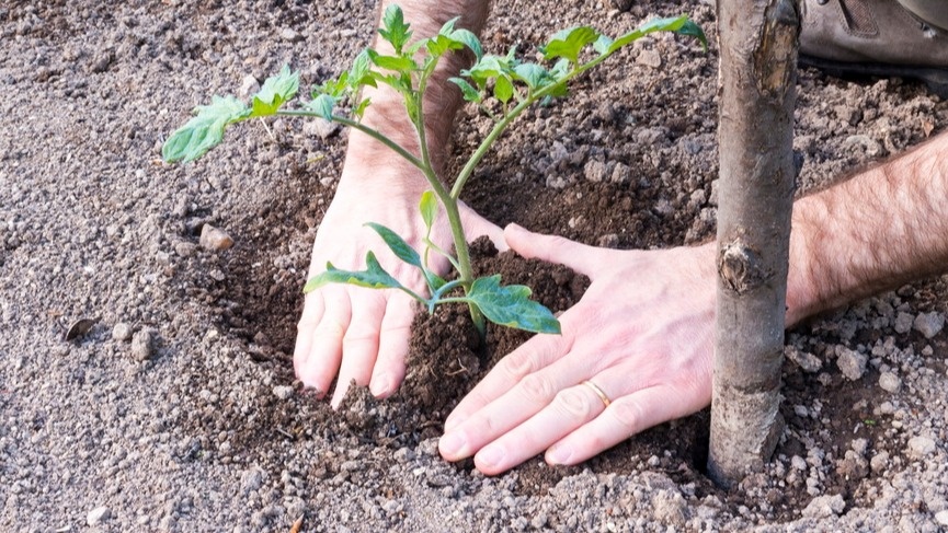 Высадка рассады томатов