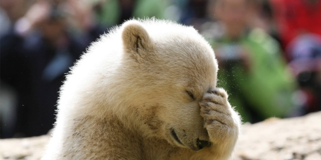 Как гризли по ошибке увезли на Северный полюс: история одного канадского медведя