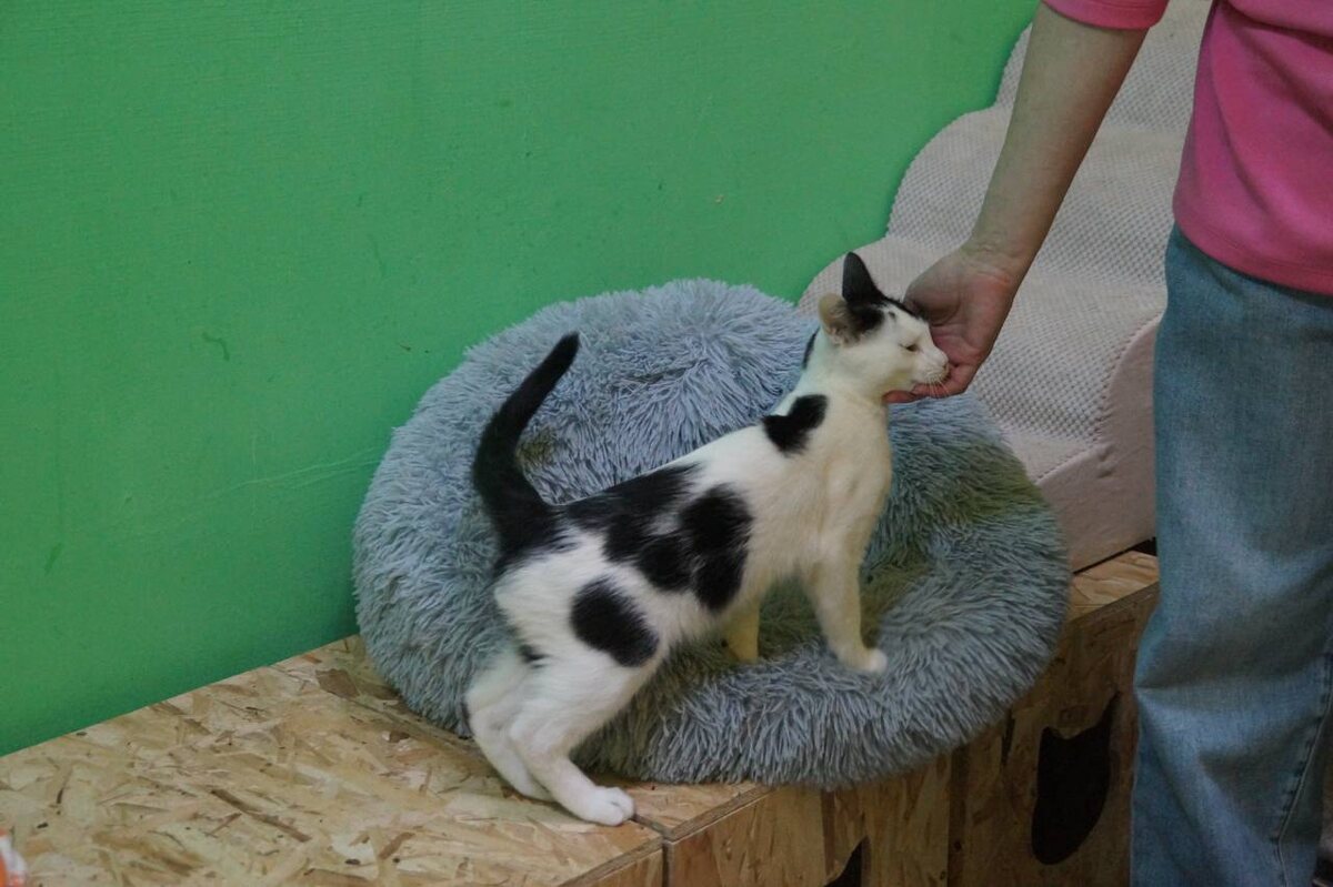 Гладь меня, человек!!