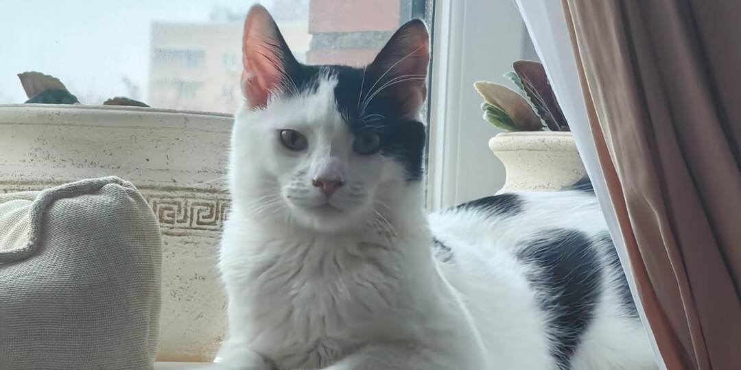 Написали о котёнке на удачу. И никто ему не позвонил… А через полтора месяца мы узнали вот что