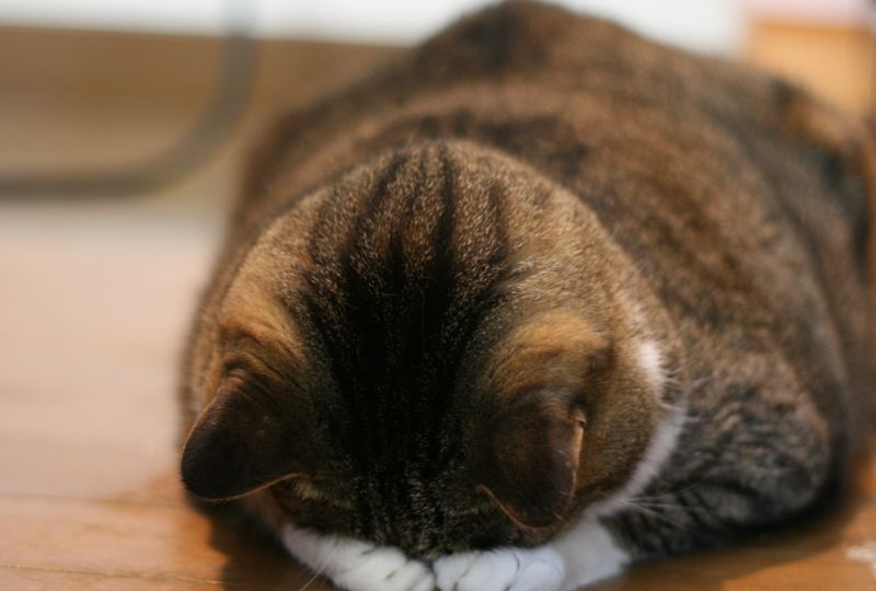 😼 Маленькие «предательства», которые кошки воспринимают слишком серьёзно