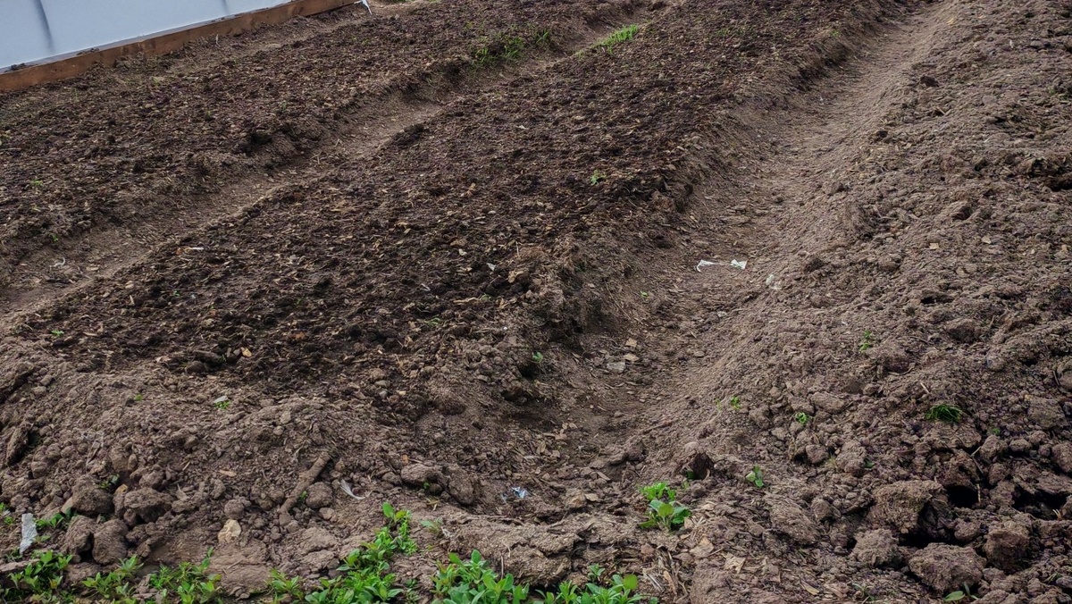 Ноябрь - время планирования будущих посадок голубики