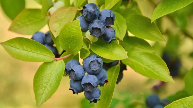 Голубика требует минимум 6-8 часов прямого солнца ежедневно.