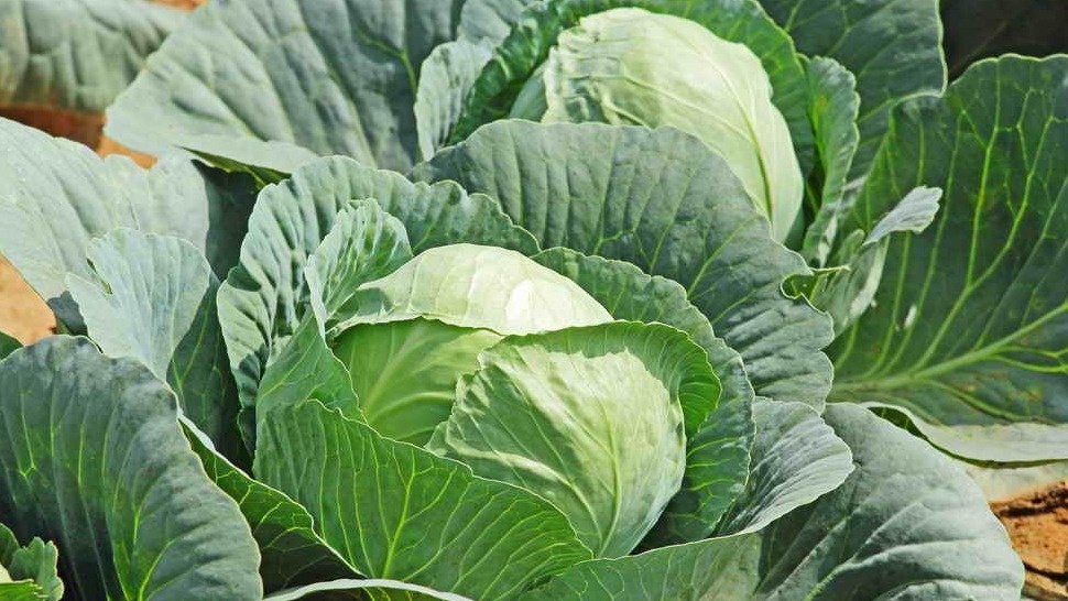 Разница в размере кочанов может достигать 5-6 раз в зависимости от сорта