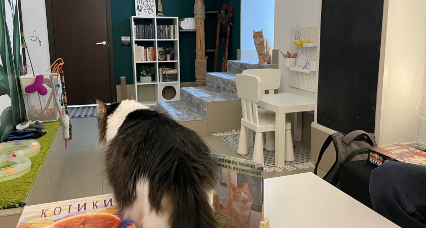    Почему кошка преследует вас по всему дому: мифы, повадки и немного кошачьей логики