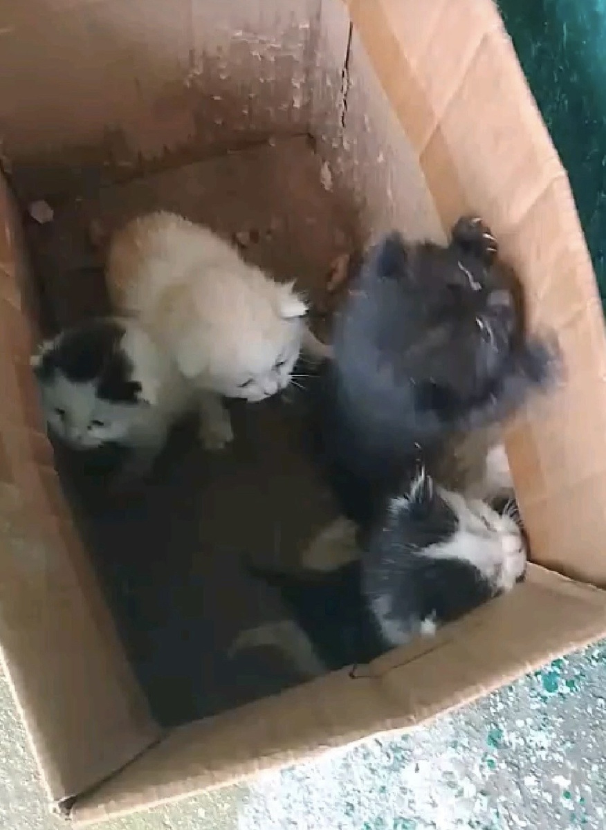 Та самая коробка, которую мы забрали с остановки. Фото из архива автора