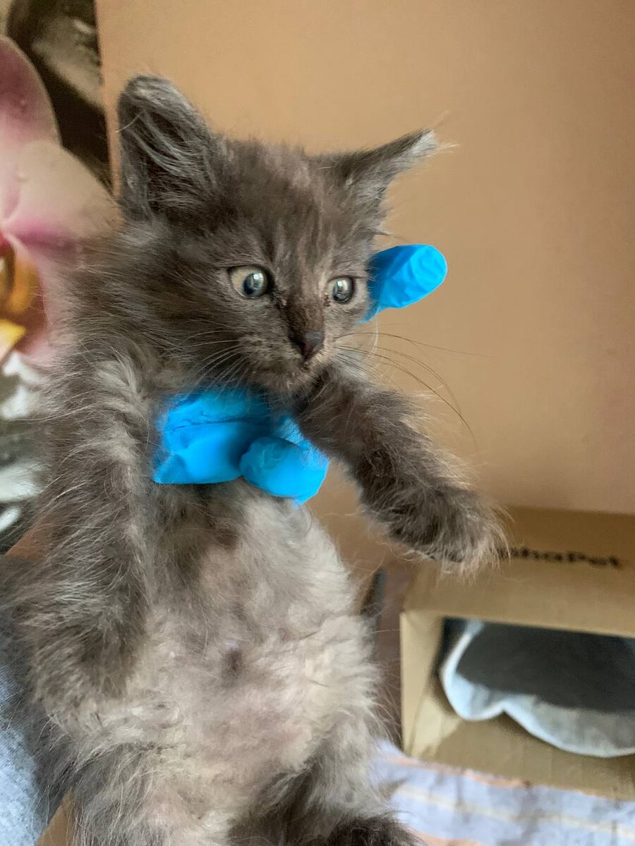 Наши новенькие малыши