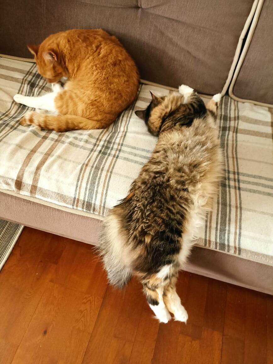 Хоба! Уснула, не долетая до подушки. Диванной)) 