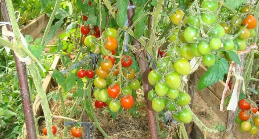    Охотилась за этим сортом томатов годами — фруктовая сладость и сочность в этих малышках "взрывает" голову