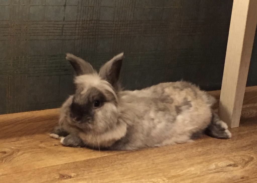 Кролик Джузеппе отдыхает под столом