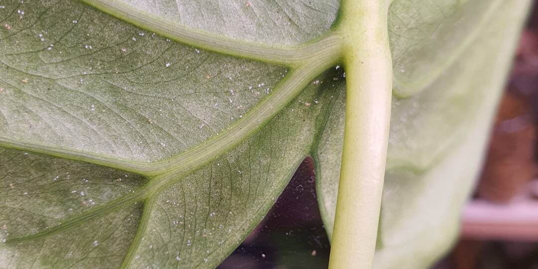 Унылая пора меня не вдохновляет...