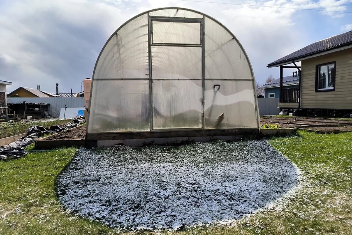    Важно понимать: сами семена в землю кладут не сразу, а только когда наступят первые морозы.