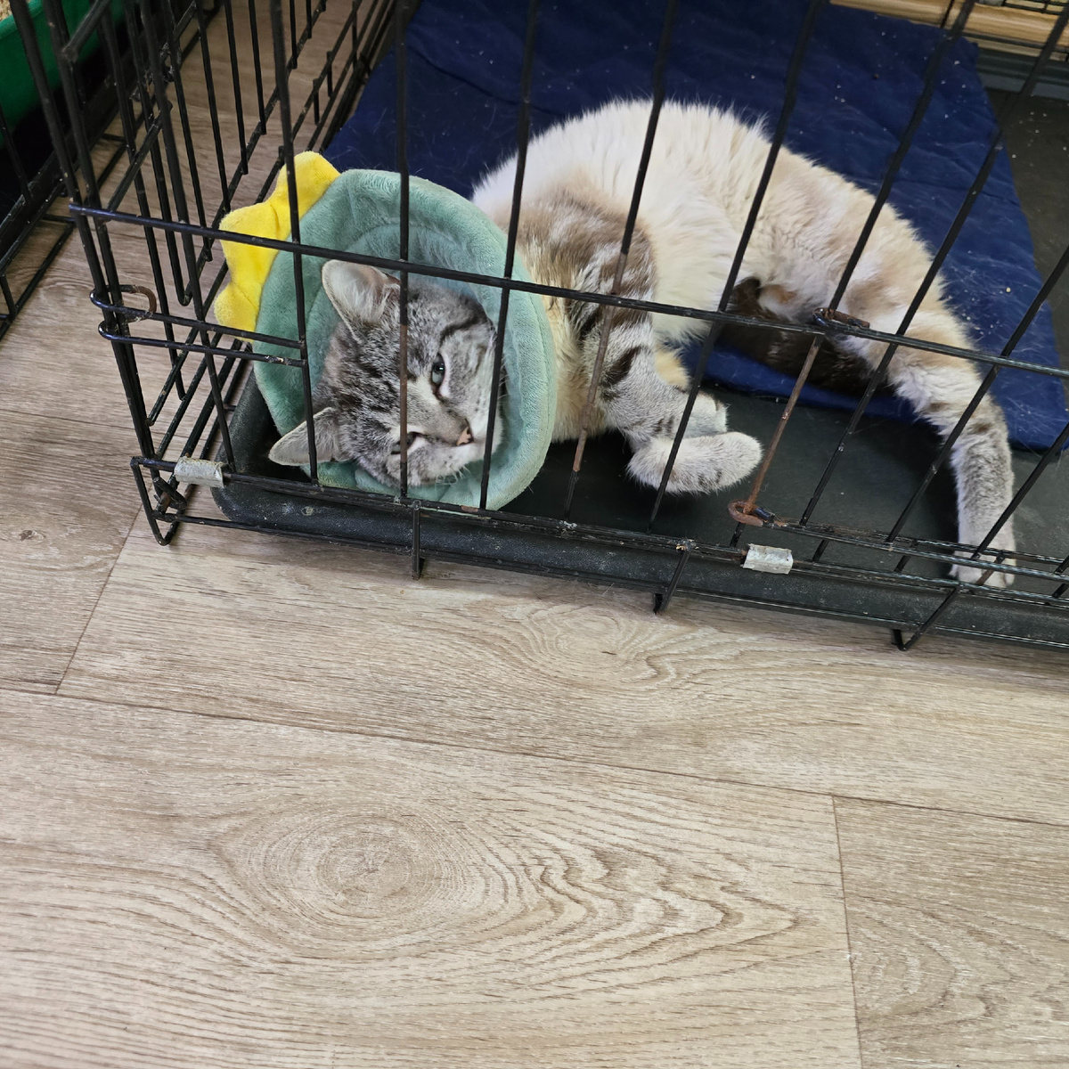 котята в клетке, взгляд сквозь прутья