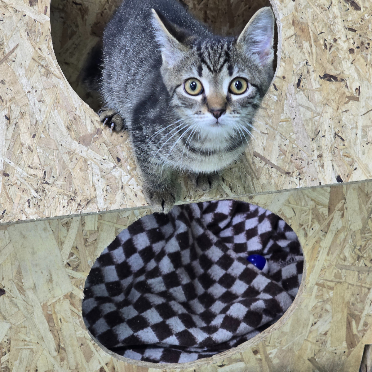 котенок смотрит из домика надеждой