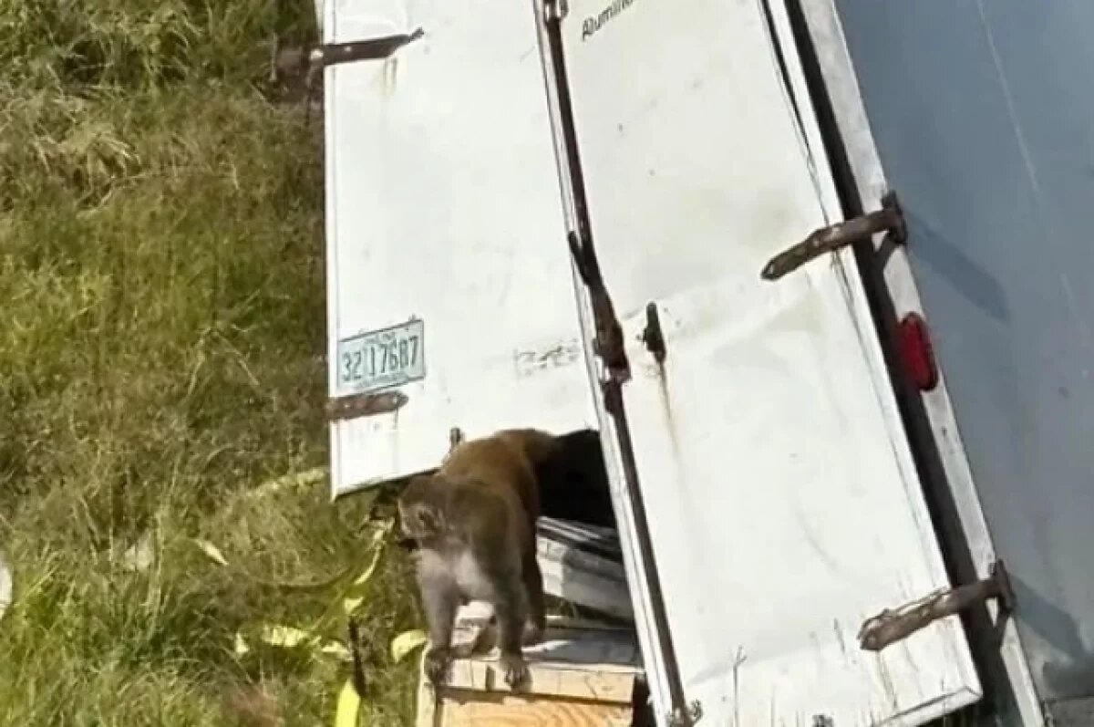    В США продолжаются поиски сбежавших при ДТП трёх лабораторных обезьян