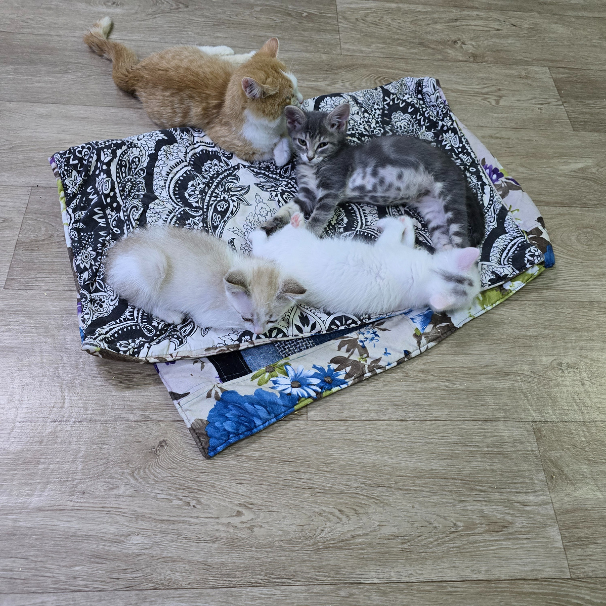 рыжий учитель показывает малышам науку выживания