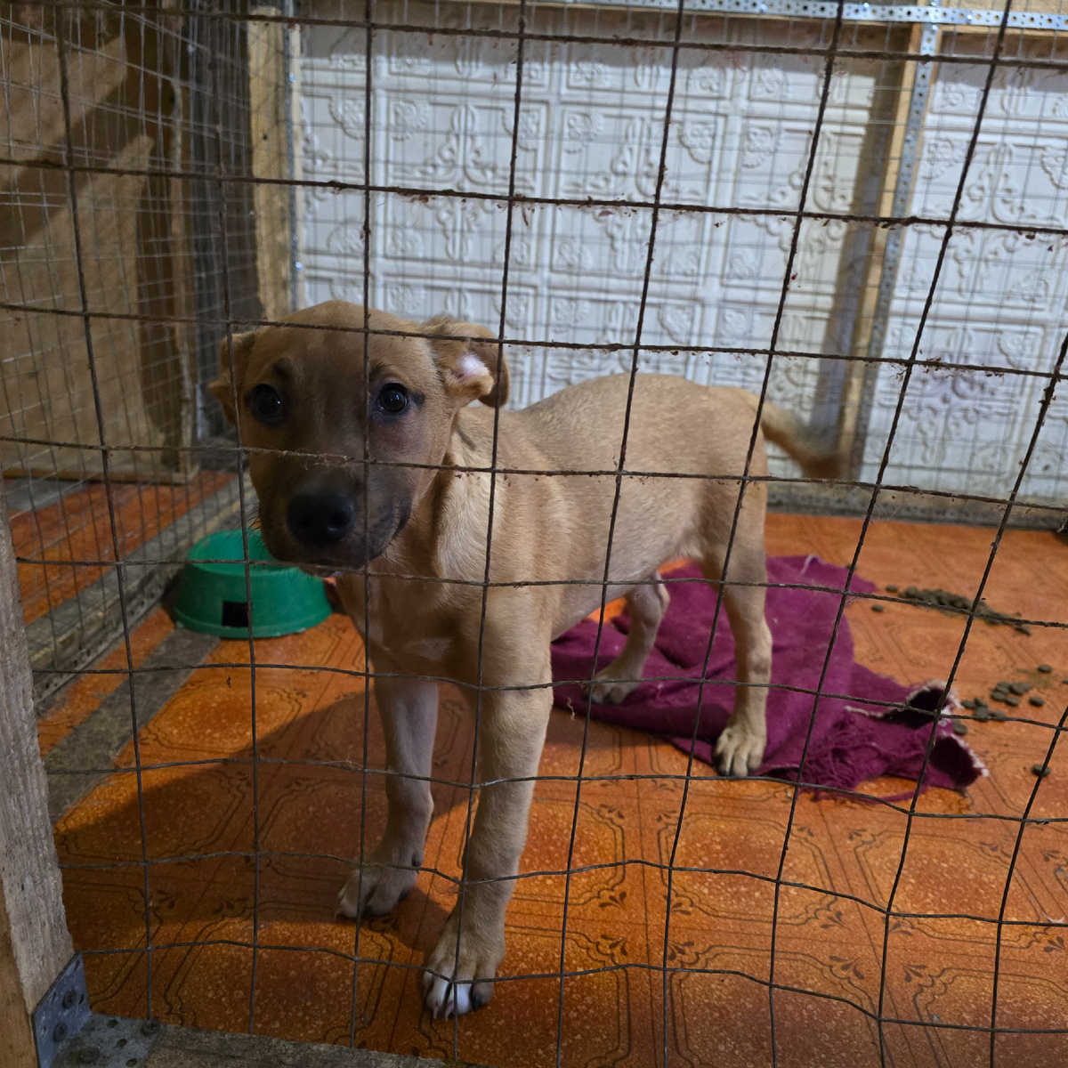 светлый щенок смотрит с надеждой через решетку